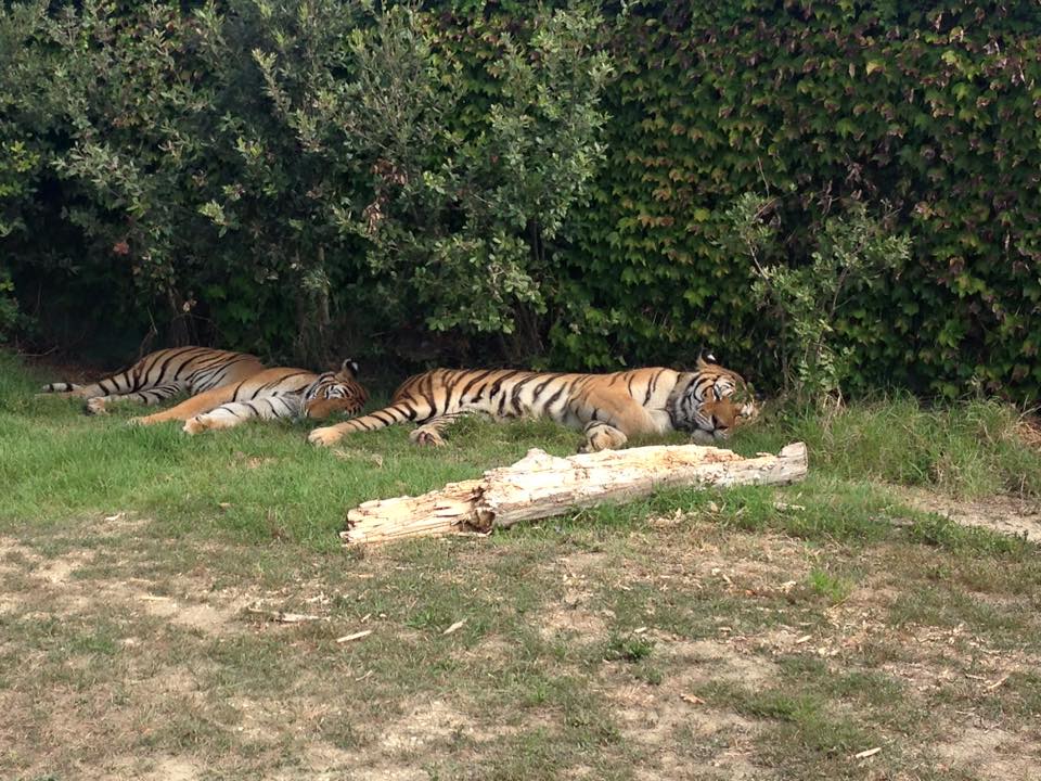 Tigri Zoo Safari Ravenna